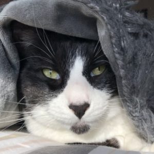 Profile photo of Admin